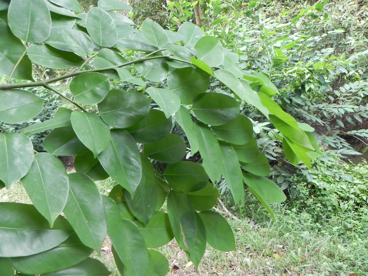 Pterocarpus indicus Willd.